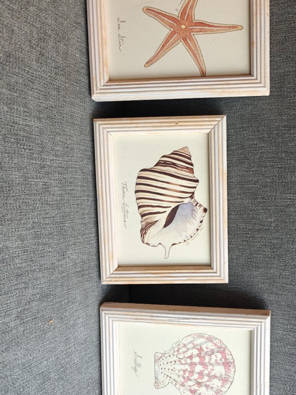Vintage Jay Zinn Framed Coastal Sea Life Prints Set of 3 Wall Art